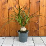 Slonia noha (Nolina - beaucarnea recurvata) - výška 20-30 cm, kont. C1L